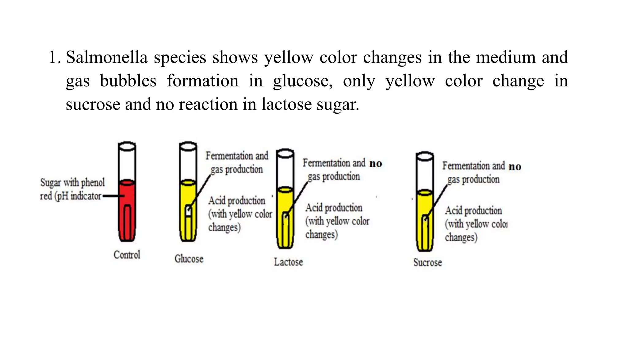 Carbohydrate fermentation test 1 | PPTX