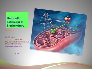 Metabolic
pathways of
Biochemistry
Prepared by

Dr.P.Srinivas
M.Sc., Ph.D.
Department of Biochemistry&
Pharm. Microbiology.
cnupogu@yahoo.co.in

JIPS

 