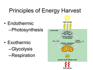 Principles of Energy Harvest <ul><li>Endothermic </li></ul><ul><ul><li>Photosynthesis </li></ul></ul><ul><li>Exothermic </...