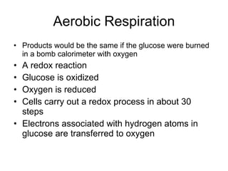Aerobic Respiration <ul><li>Products would be the same if the glucose were burned in a bomb calorimeter with oxygen </li><...