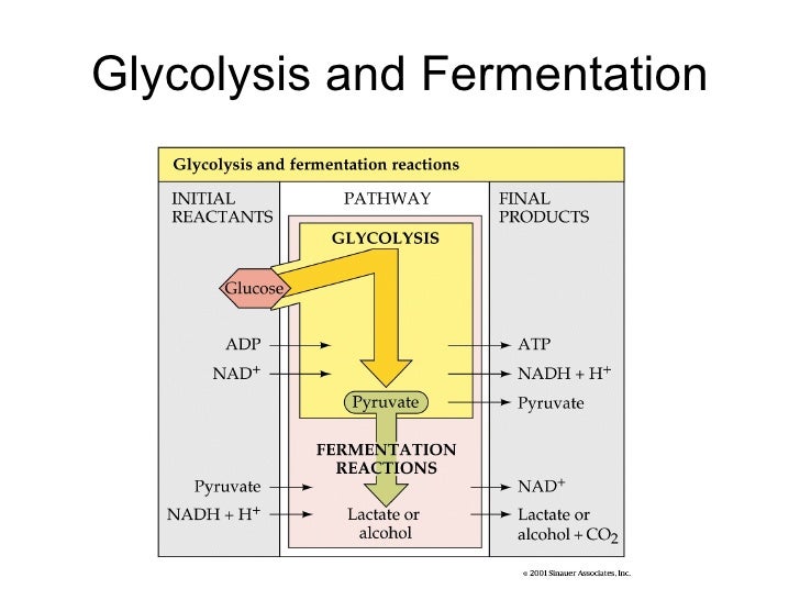 Carbohydrate Metabolism