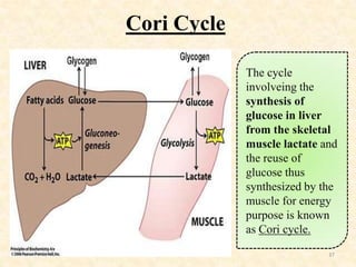 Cori Cycle
The cycle
involveing the
synthesis of
glucose in liver
from the skeletal
muscle lactate and
the reuse of
glucos...