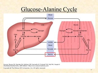 Glucose-Alanine Cycle

38

 