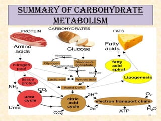 SUMMARY OF CARBOHYDRATE
METABOLISM

89

 