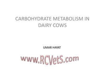 CARBOHYDRATE METABOLISM IN
DAIRY COWS

UMAR HAYAT

 