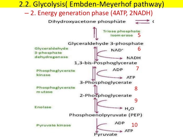 glycolysis and fermentation
