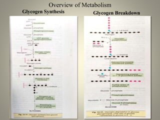 Overview of Metabolism
Glycogen Synthesis Glycogen Breakdown
 