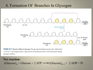 4. Formation Of Branches In Glycogen
Net reaction-
(Glucose)n + Glucose + 2 ATP (Glucose)n+1 + 2 ADP + Pi
 