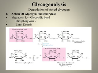 Glycogenolysis
Degradation of stored glycogen
1. Action Of Glycogen Phosphorylase
• degrade α- 1,4- Glycosidic bond
• Phosphorylosis -
• Limit Dextrin
 