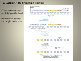 2. Action Of De-branching Enzyme-
•Transferase activity -
α – 1,4 glycosidic bond
•Glucosidase activity-
α - 1,6 glycosidic bond
 