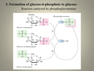 3. Formation of glucose-6-phosphate to glucose-
Reaction catalyzed by phosphoglucomutase
 