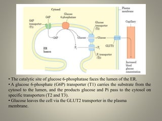 • The catalytic site of glucose 6-phosphatase faces the lumen of the ER.
• A glucose 6-phosphate (G6P) transporter (T1) carries the substrate from the
cytosol to the lumen, and the products glucose and Pi pass to the cytosol on
specific transporters (T2 and T3).
• Glucose leaves the cell via the GLUT2 transporter in the plasma
membrane.
 