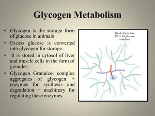 Glycogen Metabolism
• Glycogen is the storage form
of glucose in animals
• Excess glucose is converted
into glycogen for storage.
• It is stored in cytosol of liver
and muscle cells in the form of
granules.
• Glycogen Granules- complex
aggregates of glycogen +
enzymes for synthesis and
degradation + machinery for
regulating these enzymes.
 