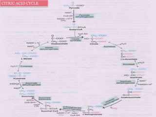 Carbohydrate metabolism | PPTX