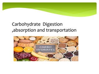 Carbohydrate Digestion
,absorption and transportation
 