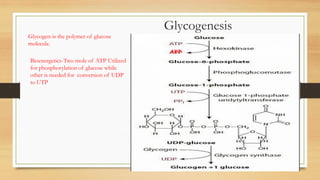 19
Glycogenesis
Glycogen-is the polymer of glucose
molecule.
Bioenergetics-Two mole of ATP Utilized
for phosphorylation of glucose while
other is needed for conversion of UDP
to UTP
ADP
 