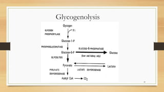 20
Glycogenolysis
 