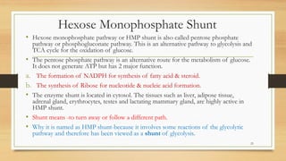 Hexose Monophosphate Shunt
• Hexose monophosphate pathway or HMP shunt is also called pentose phosphate
pathway or phosphogluconate pathway. This is an alternative pathway to glycolysis and
TCA cycle for the oxidation of glucose.
• The pentose phosphate pathway is an alternative route for the metabolism of glucose.
It does not generate ATP but has 2 major function.
a. The formation of NADPH for synthesis of fatty acid & steroid.
b. The synthesis of Ribose for nucleotide & nucleic acid formation.
• The enzyme shunt is located in cytosol. The tissues such as liver, adipose tissue,
adrenal gland, erythrocytes, testes and lactating mammary gland, are highly active in
HMP shunt.
• Shunt means -to turn away or follow a different path.
• Why it is named as HMP shunt-because it involves some reactions of the glycolytic
pathway and therefore has been viewed as a shunt of glycolysis.
23
 