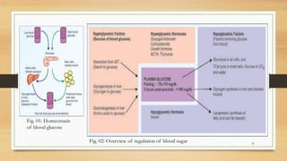 35
Fig. 01: Homeostasis
of blood glucose
Fig. 02: Overview of regulation of blood sugar
 