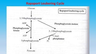 Rapaport leubering cycle (2,3 BPG)
Rapaport Leubering Cycle
 