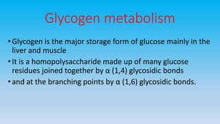 Glycogen metabolism
•Glycogen is the major storage form of glucose mainly in the
liver and muscle
•It is a homopolysaccharide made up of many glucose
residues joined together by α (1,4) glycosidic bonds
•and at the branching points by α (1,6) glycosidic bonds.
 