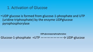 1. Activation of Glucose
•UDP glucose is formed from glucose-1-phosphate and UTP
(uridine triphosphate) by the enzyme UDPglucose
pyrophosphorylase
Glucose-1-phosphate +UTP ———————→ UDP-glucose
UDP-glucosepyrophosphorylase
 