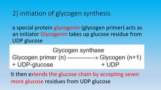 2) initiation of glycogen synthesis
a special protein glycogenin (glycogen primer) acts as
an initiator Glycogenin takes up glucose residue from
UDP glucose
It then extends the glucose chain by accepting seven
more glucose residues from UDP glucose
 