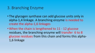 3. Branching Enzyme
• The glycogen synthase can add glucose units only in
alpha-1,4 linkage. A branching enzyme is needed to
create the alpha-1,6 linkages
• When the chain is lengthened to 11 - 12 glucose
residues, the branching enzyme will transfer 6 to 8
glucose residues from this chain and forms this alpha-
1,6 linkage
 