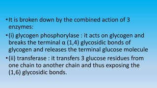 •It is broken down by the combined action of 3
enzymes:
•(i) glycogen phosphorylase : it acts on glycogen and
breaks the terminal α (1,4) glycosidic bonds of
glycogen and releases the terminal glucose molecule
•(ii) transferase : it transfers 3 glucose residues from
one chain to another chain and thus exposing the
(1,6) glycosidic bonds.
 