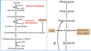 Glucose 6 phosphatase
Fructose 1,6
bisphosphatase
 