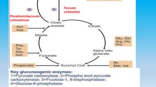 Phosphoenolpyruvate
carboxykinase
Pyruvate
carboxylase
 