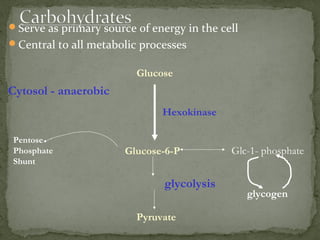 Glucose
Glucose-6-P
Pyruvate
Hexokinase
Pentose
Phosphate
Shunt
glycolysis
Serve as primary source of energy in the cell
Central to all metabolic processes
Glc-1- phosphate
glycogen
Cytosol - anaerobic
 