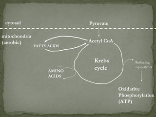 Pyruvatecytosol
Acetyl CoA
mitochondria
(aerobic)
Krebs
cycle
Reducing
equivalents
Oxidative
Phosphorylation
(ATP)
AMINO
ACIDS
FATTY ACIDS
 