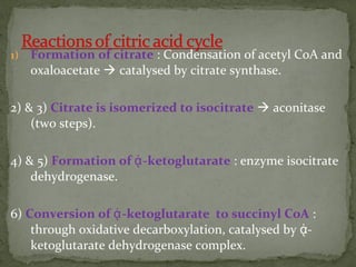1) Formation of citrate : Condensation of acetyl CoA and
oxaloacetate  catalysed by citrate synthase.
2) & 3) Citrate is isomerized to isocitrate  aconitase
(two steps).
4) & 5) Formation of ᾀ-ketoglutarate : enzyme isocitrate
dehydrogenase.
6) Conversion of ᾀ-ketoglutarate to succinyl CoA :
through oxidative decarboxylation, catalysed by ᾀ-
ketoglutarate dehydrogenase complex.
 