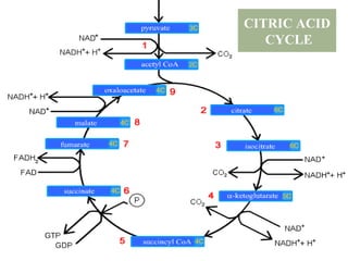 CITRIC ACID
CYCLE
 