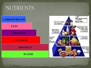FATS
PROTEINS
VITAMINS
MINERALS
WATER
CARBOHYDRATES
 