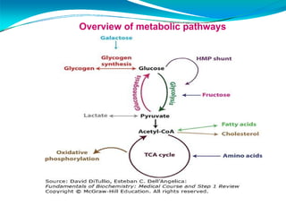 CARBOHYDRATE METABOLISM 01.pptx0000000000 | PPTX