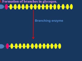 4.Formation of branches in glycogen.

Branching enzyme

 
