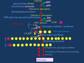 Glucose

ADP
glucokinase (liver)
ATP
hexokinase (muscle)
Glucose-6- phosphate
phosphoglucomutase
Glucose-1- phosphate
UDP-glucose pyrophosphorylase
PPi
UTP
(UDP UDP -glucose
glycogenin
OH
Glycogen initiator synthase
UDP
Glycogen primer
13 UDP
Glycogen synthase
13UDP
Branching enzyme
Elongation by glycogen synthase
Formation of branches by branching
enzyme

Glycogen

 