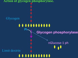 Action of glycogen phosphorylase.

Glycogen
Pi

Glycogen phosphorylase
nGlucose-1 ph

Limit dextrin

 