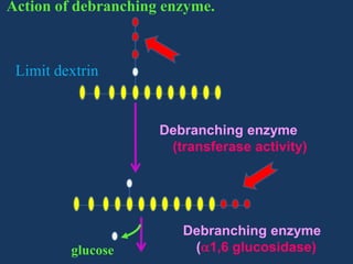Action of debranching enzyme.

Limit dextrin

Debranching enzyme
(transferase activity)

glucose

Debranching enzyme
( 1,6 glucosidase)

 