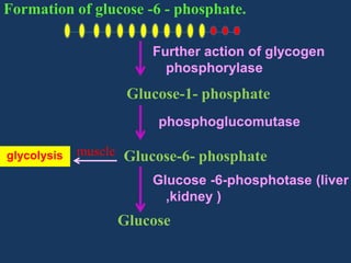 Formation of glucose -6 - phosphate.
Further action of glycogen
phosphorylase

Glucose-1- phosphate
phosphoglucomutase
glycolysis

muscle Glucose-6- phosphate
Glucose -6-phosphotase (liver
,kidney )

Glucose

 