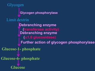 Glycogen
Glycogen phosphorylase

Limit dextrin
Debranching enzyme
(transferase activity)
Debranching enzyme
( 1,6 glucosidase)
Further action of glycogen phosphorylase

Glucose-1- phosphate

Glucose-6- phosphate
Glucose

 