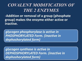 COVALENT MODIFICATION OF
THE 2 ENZYMES
-Addition or removal of a group (phosphate
group) makes the enzyme either active or
inactive.

glycogen phosphorylase is active in
PHOSPHORYLATED Form. (inactive in
dephoshorylated form)
glycogen synthase is active in
DEPHOSPHORYLATED Form. (inactive in
dephoshorylated form)

 