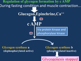 Regulation of glycogen formation by c AMP

During fasting condition and muscle contraction……
Glucagon,Epinehrine,Ca++

c AMP
Via protein kinase and
phosphorylase kinase

Glycogen synthase a
(dephosphorylated active)

Glycogen synthase b
(phosphorylated inactive)

Glycogenesis stopped

 