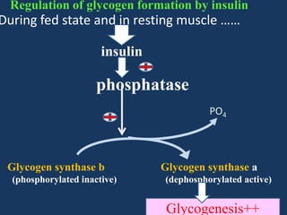 Regulation of glycogen formation by insulin

During fed state and in resting muscle ……
insulin

phosphatase
PO4

Glycogen synthase b
(phosphorylated inactive)

Glycogen synthase a
(dephosphorylated active)

Glycogenesis++

 