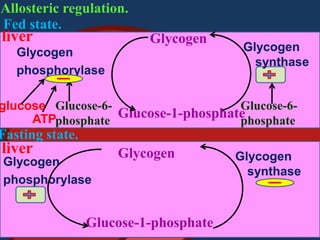 Allosteric regulation.
Fed state.

liver

Glycogen

Glycogen
phosphorylase

Glycogen
synthase

Glucose-6glucose Glucose-6ATPphosphate Glucose-1-phosphate
phosphate

Fasting state.

liver
Glycogen
phosphorylase

Glycogen

Glucose-1-phosphate

Glycogen
synthase

 