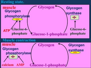 Resting state.
Glycogen

muscle

Glycogen
phosphorylase

Glycogen
synthase

Glucose-6ATP Glucose-6phosphate Glucose-1-phosphate phosphate

Muscle contraction

muscle

Glycogen

Glycogen
phosphorylase

calcium AMP

Glucose-1-phosphate

Glycogen
synthase

 