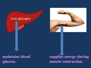 Liver glycogen

Muscle glycogen

maintains blood
glucose.

supplies energy during
muscle contraction.

 
