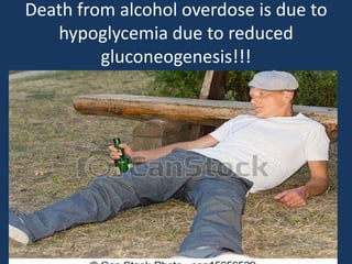 Death from alcohol overdose is due to
hypoglycemia due to reduced
gluconeogenesis!!!

 